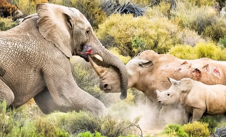 وقتی فیل ها نشان می دهند چه کسی رییس است !!!! نبرد حیوانات