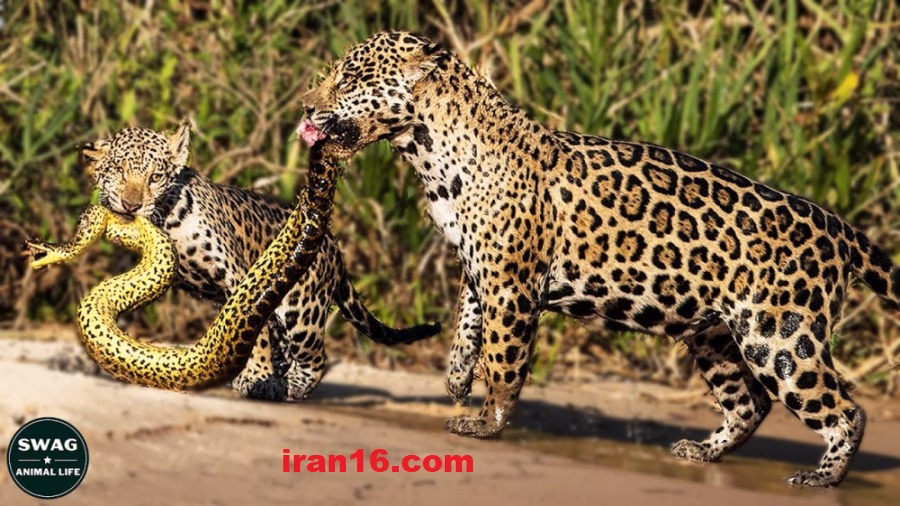 شکست آناکوندا از جگوار قدرتمند