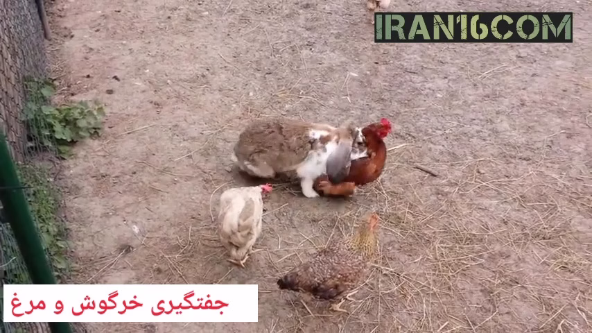 Rabbit and chicken mating