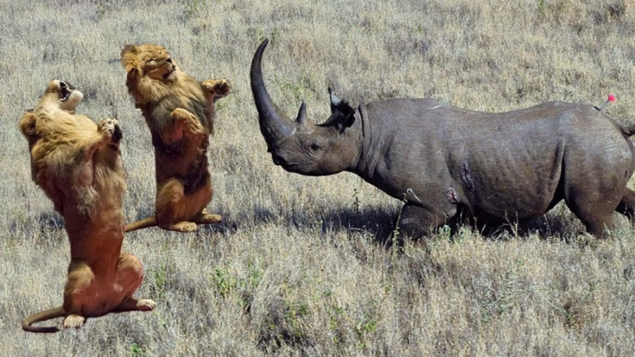 نبرد بزرگ کرگدن در مقابل حیوانات