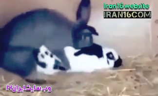جفت گیری خرگوش
