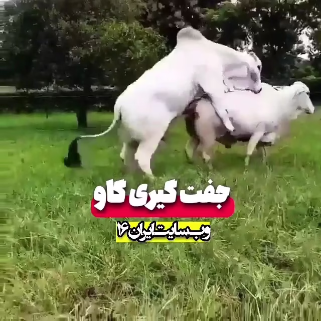 جفت گیری گاو