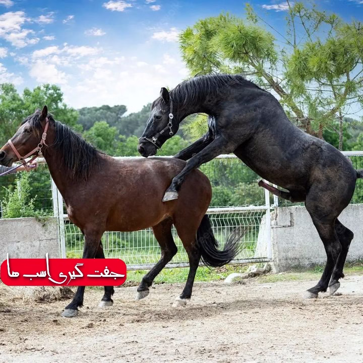 جفت گیری اسب