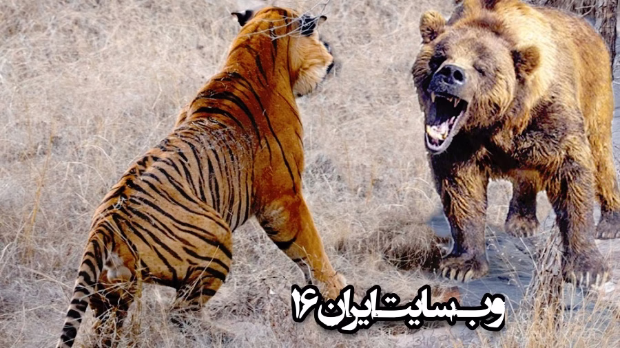 جنگ خرس و ببر