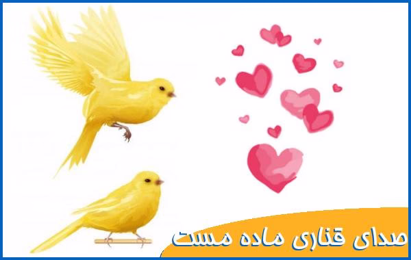 آواز قناری مست و آماده جفتگیری