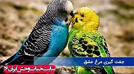 جفت گیری مرغ عشق