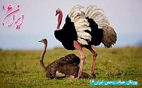 جفتگیری شترمرغ