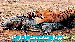 جنگ ببر و کروکودیل
