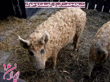 حاصل جفت‌گیری گوسفند و خوک