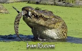 شکار مار توسط کروکودیل‎