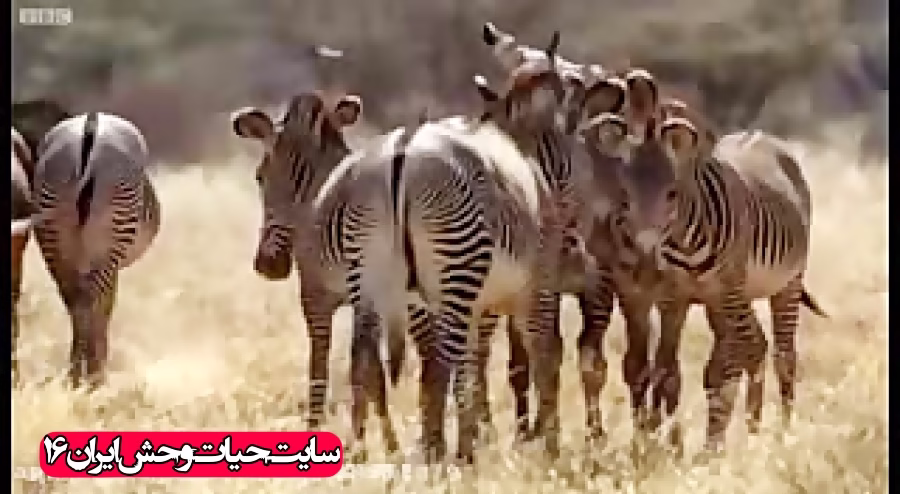 جنگ حماسی گورخرها سر جفت گیری با گوره خر ماده