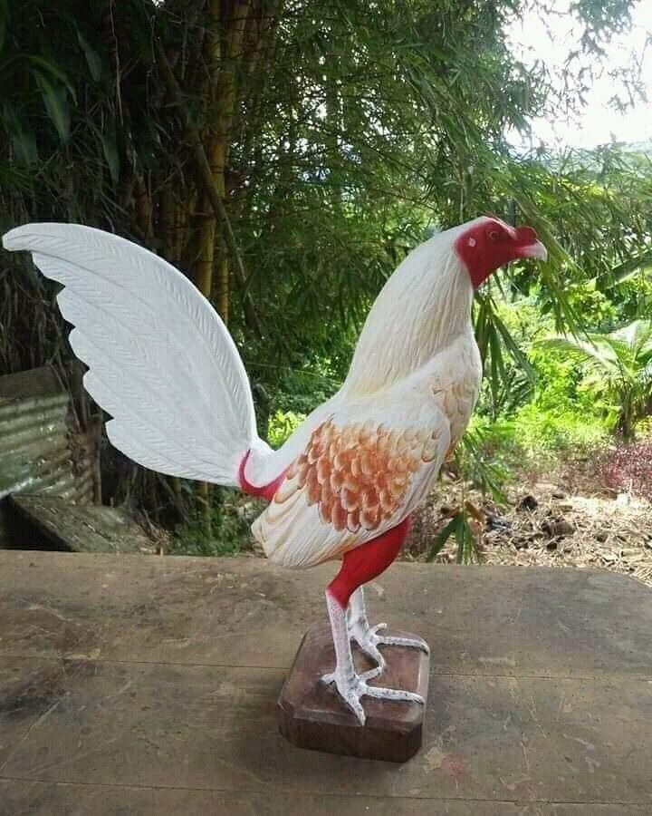 زیباترین مرغ خروس های لاکچری دنیا10