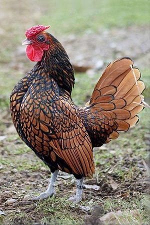 زیباترین مرغ خروس های لاکچری دنیا13