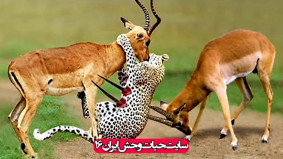 نبرد شیر یوزپلنگ