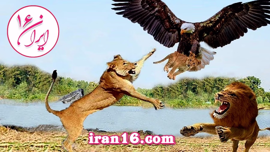 Eagle and lion war