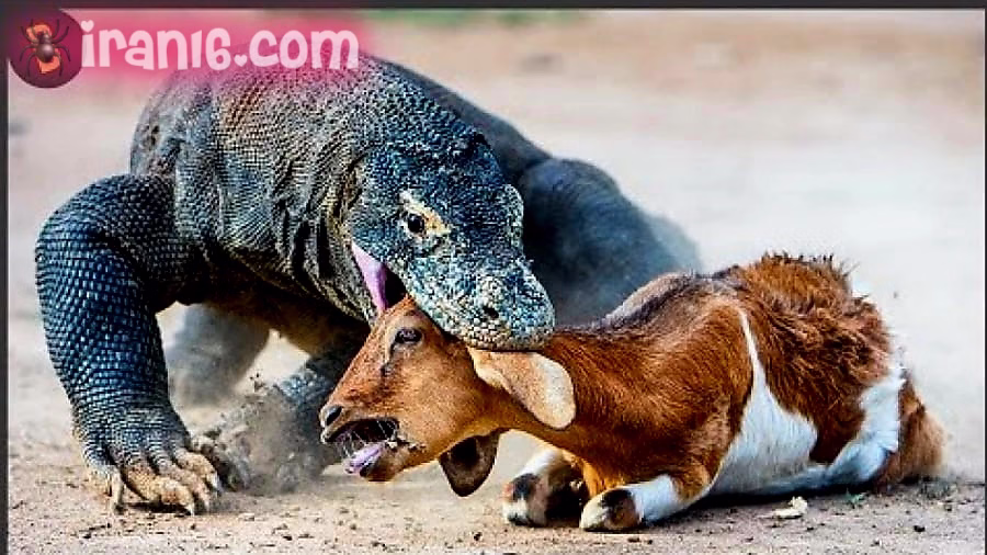 زنده خواری حیوانات