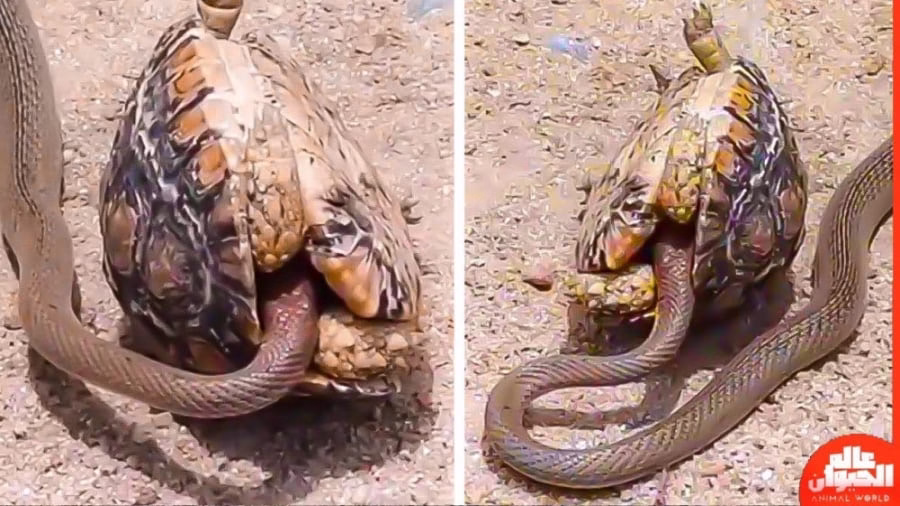 39322839-3852-b__9570