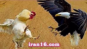 جنگ عقاب و خروس