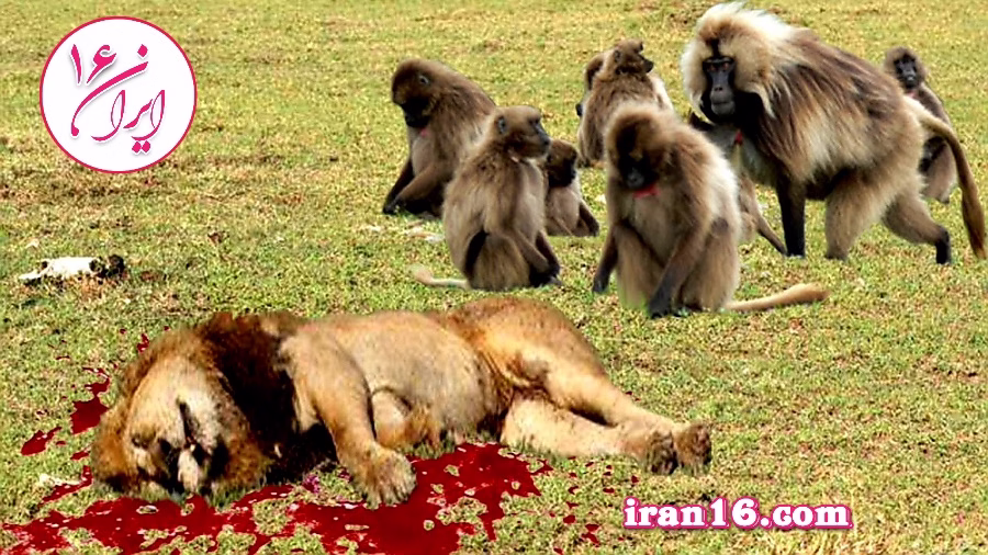 مستند حیات وحش – مبارزه واقعی میمون علیه شیر