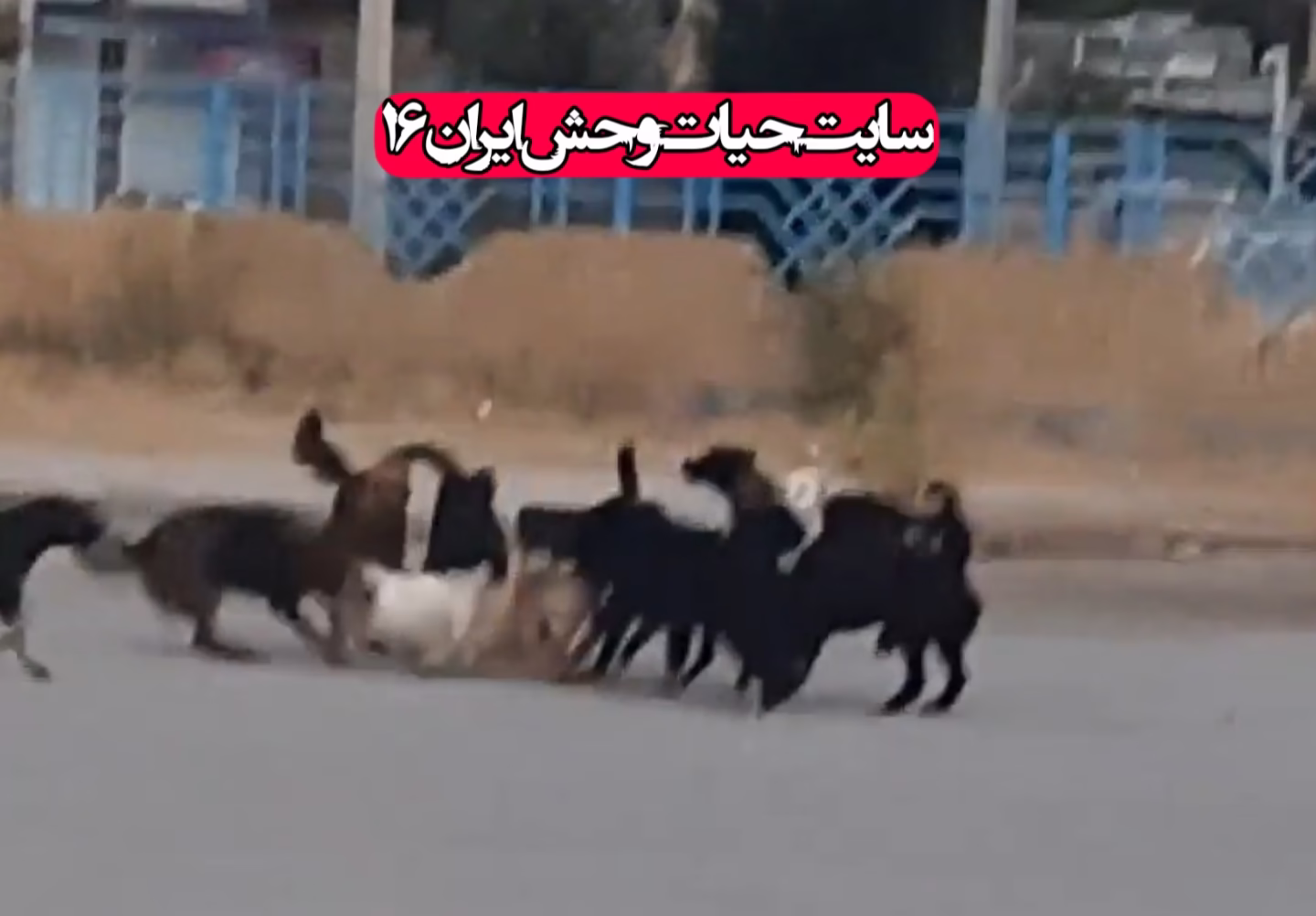 جفتگیری سگ جنگ