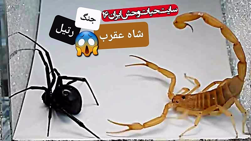 جنگ عقرب و رتیل