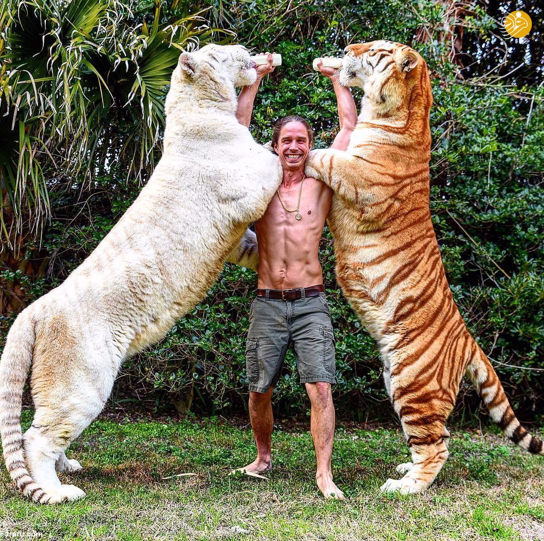 لایگر جفت گیری شیر نر با ببر ماده