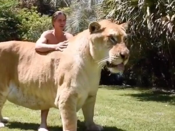 لایگر جفت گیری شیر نر با ببر ماده