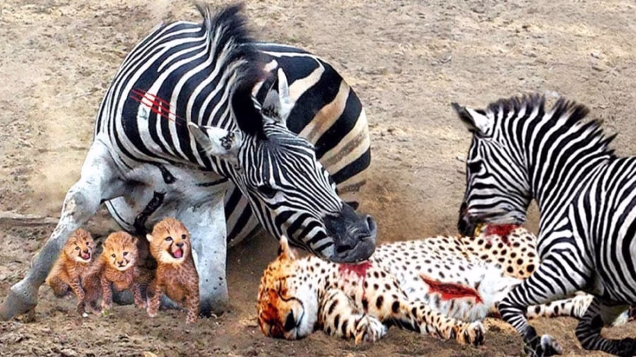 48980461-5297-b__6739