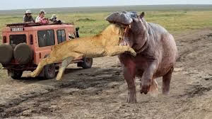 بهترین لحظه جنگ حیوانات برتر