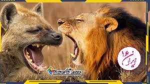 جنگ شیر و کفتار