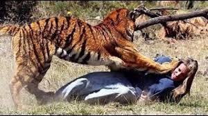 حملات حیوانات وحشی به انسان ها 11 تا از حملات حیوانات حیات وحش
