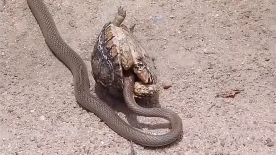 مستند حیوانات در حیات وحش وقتی لاک پشت مار را تکه تکه می کند