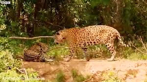 جفت گیری پلنگ ها در کشور برزیل