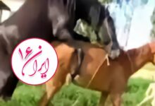 تزاوج الحيوانات