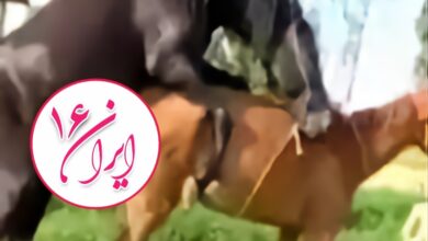 جفتگیری اسب ها horse mating 10 تزاوج الحيوانات