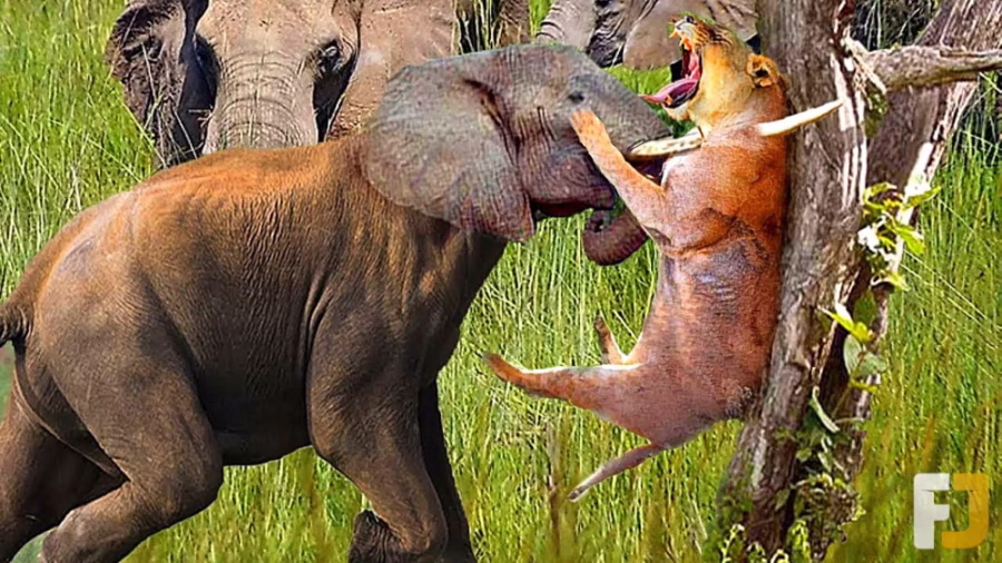 جنگ حیوانات وحشی ، نبرد فیل وحشی با شیرها ، دنیای حیات وحش