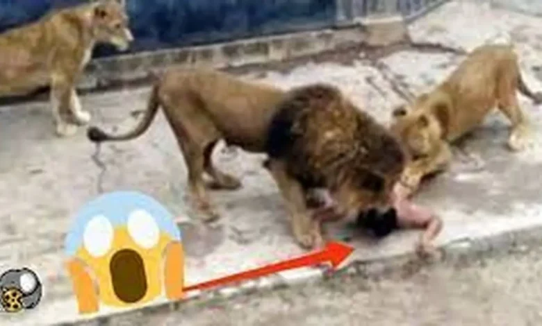 حمله هولناک شیر به انسان