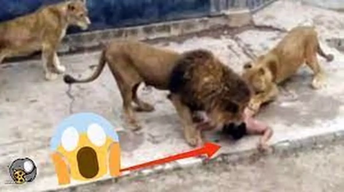 حمله هولناک شیر به انسان