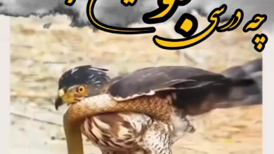 غافلگیری شاهین در شکار مار که خودش طعمه مار میشه 1 شاهین مار شکار