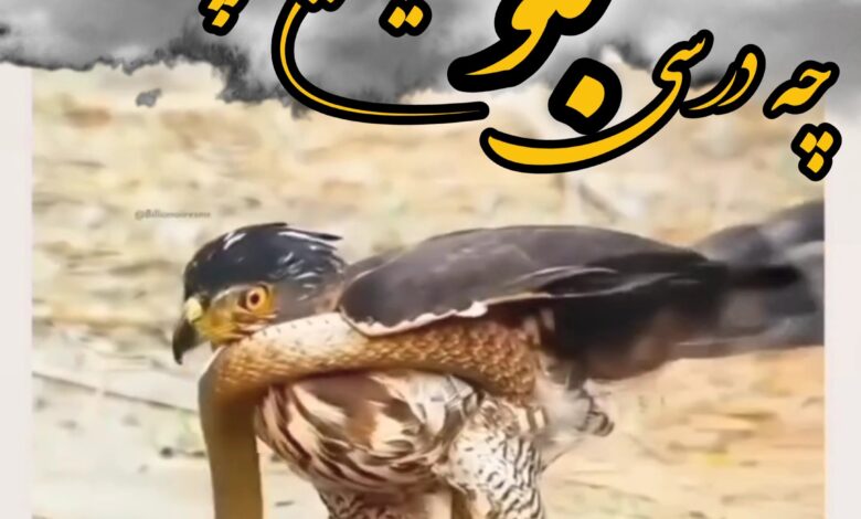 شاهین مار شکار