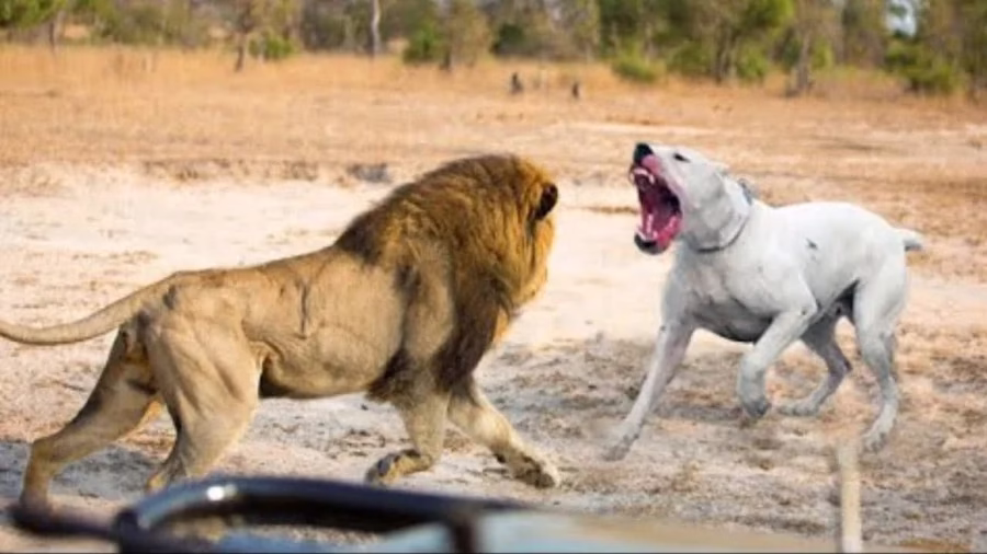 نبرد حیوانات - حیات وحش - سگ دوگو آرژانتینو با شیر روبرو شد