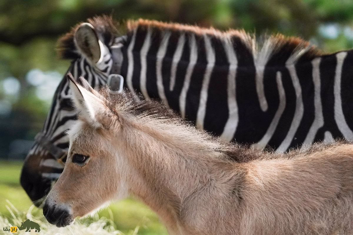 جفت گیری گورخر و جفتگیری اسب