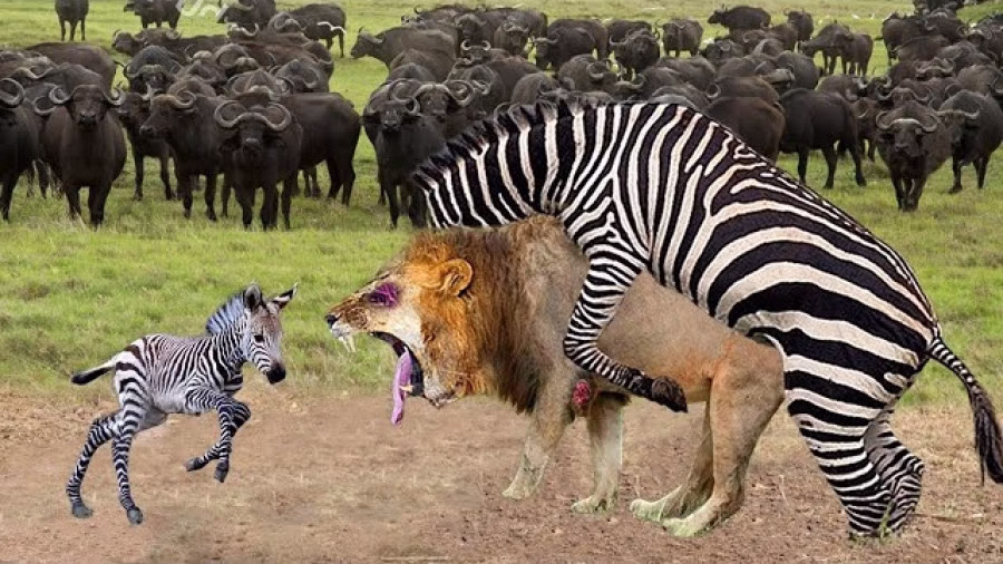 حیوانات حیات وحش _ نبرد دیدنی یوزپلنگ و گورخر _ حیوانات وحشی