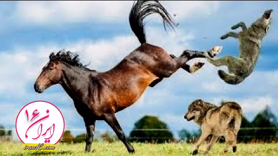 نبرد حیوانات – حیات وحش جدید – گرگ در مقابل اسب وح