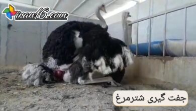 Ostrich mating