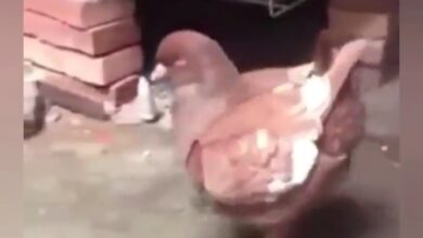 The result of chicken and pigeon mating