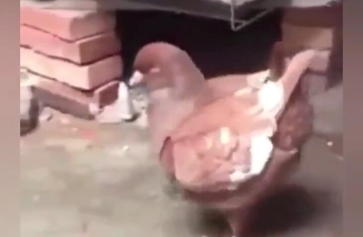 The result of chicken and pigeon mating