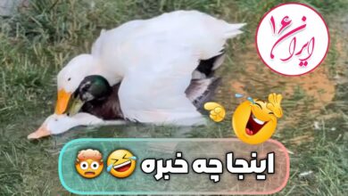 جفت گیری گروهی اردک Duck mating