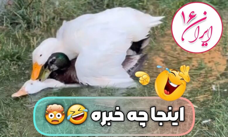 جفت گیری گروهی اردک Duck mating