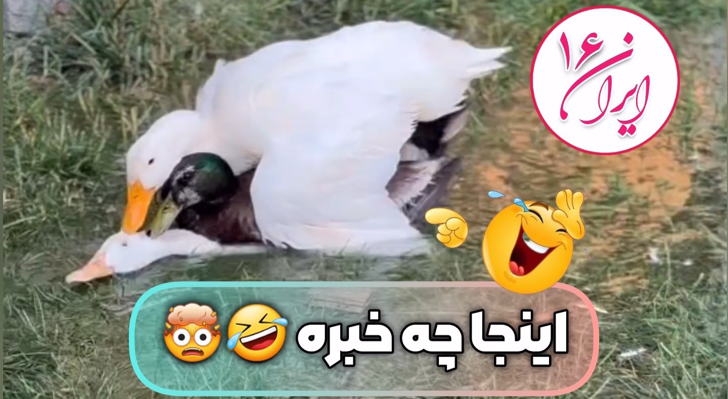 جفت گیری گروهی اردک ها